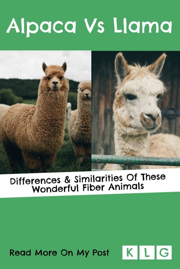 Differences and similarites of Alpacas and Llamas 